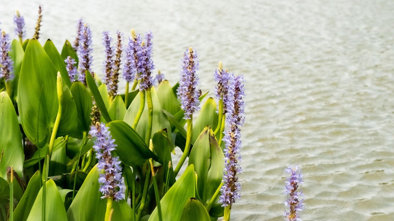 4 Benefits of Aquatic Vegetation